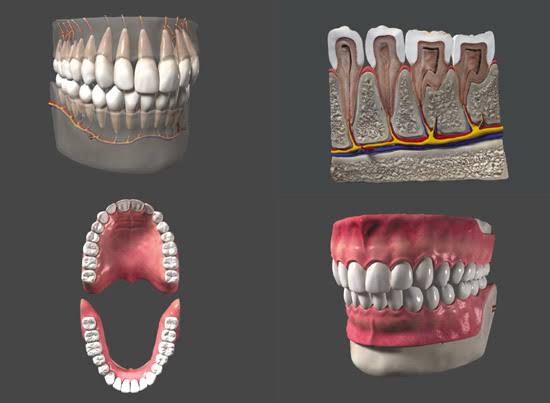 Human Teeth Anatomy Models